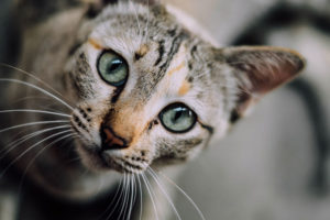 Oefening fotobewerking Pixlr - Krimpen en opblazen - kat
