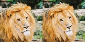 Zie jij het verschil tussen deze twee leeuwen?